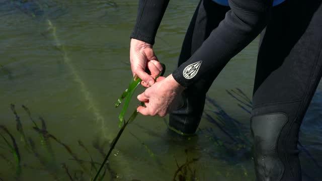 Seagrasses Greatly Reduce Bacteria, Benefiting Humans and Marine Life (9 of 15)