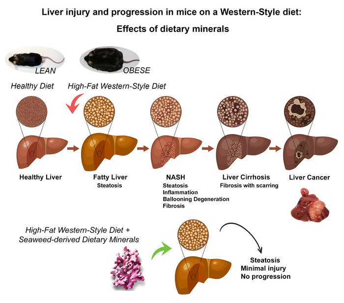 mineral-supplement-could-stop-fatty-liver-dis-eurekalert