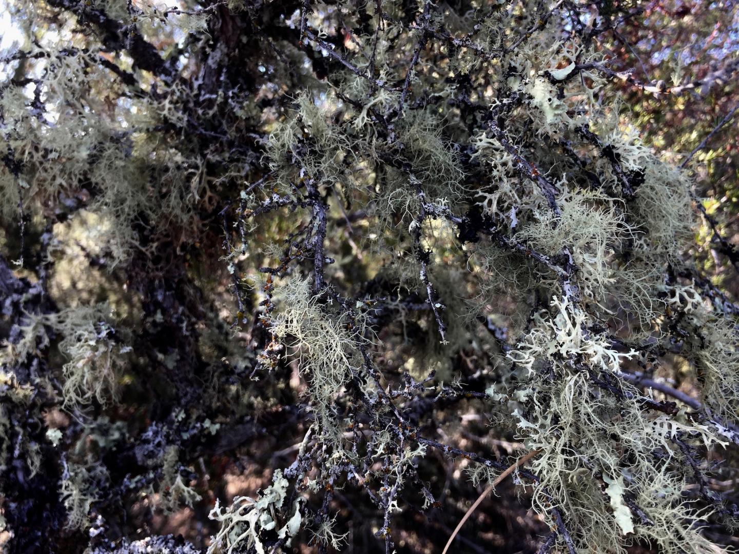 Lichen on old-growth chaparral