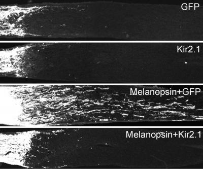 Enhancing Neuronal Firing Activity by Melanopsin Overexpression