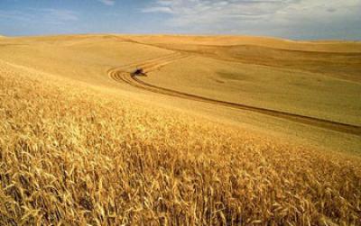 Field of Wheat with a Road Through the Center of the Image