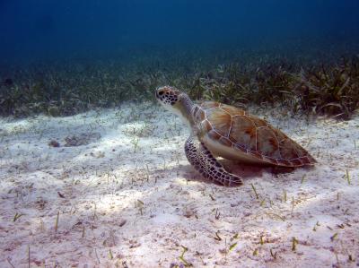 Green Turtle and Seagrass