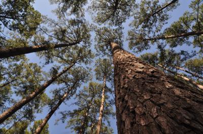 Loblolly Pine Genome is Largest Ever Sequenced