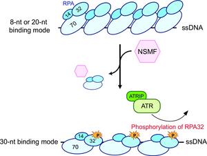 A schematic diagram illustrating the increase in RPA phosphorylation of ATR by NSMF during DNA replication stress