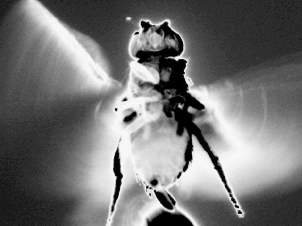 A Fly Navigating in a Virtual Flight Simulator