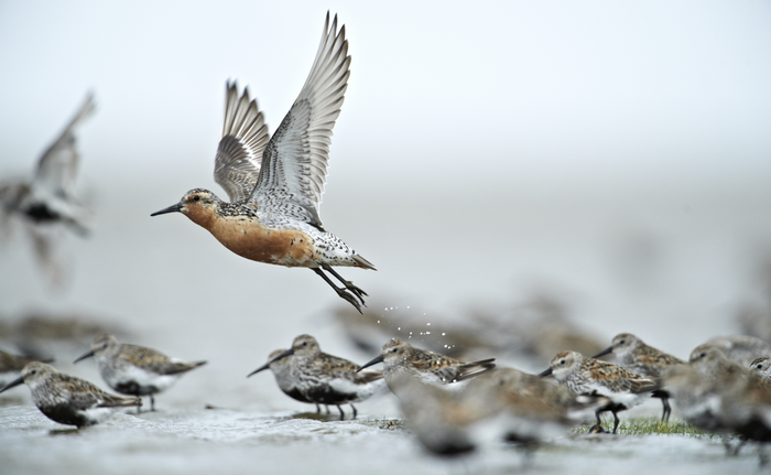 Red knot in the Wadden Sea National Park