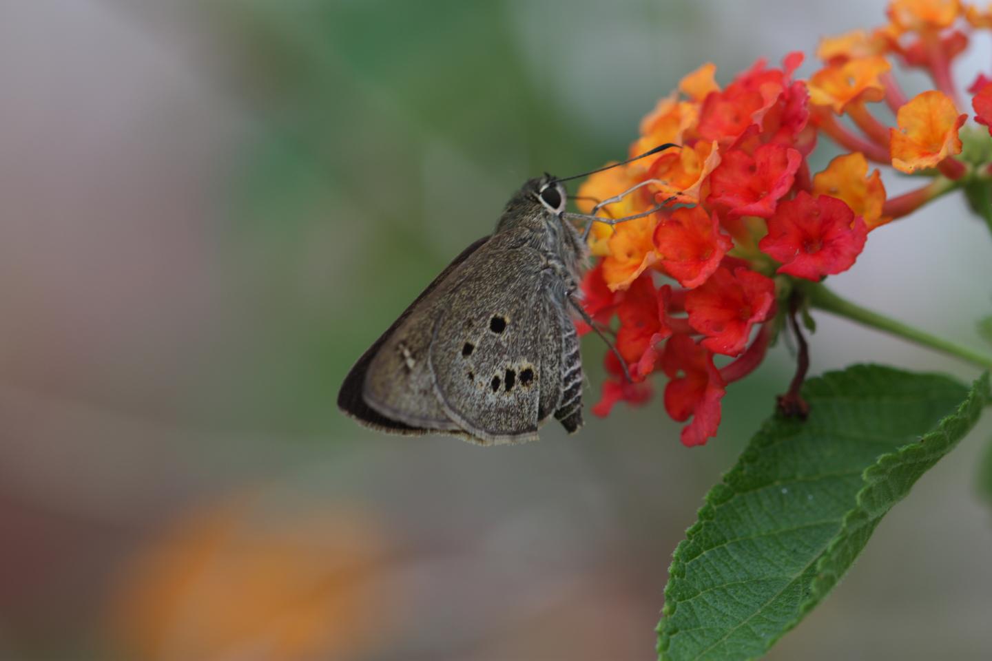 Butterfly in Malaysia