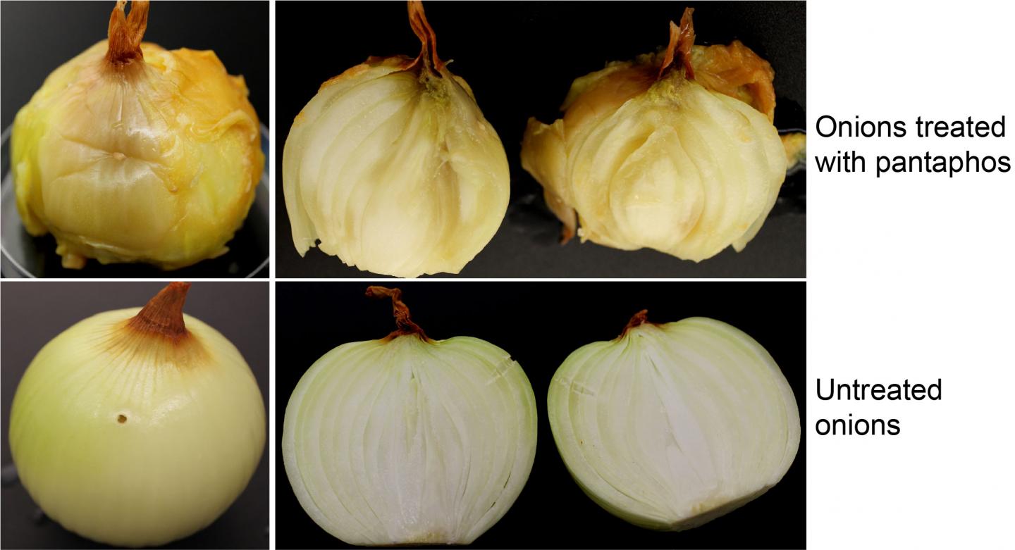 Onion center rot