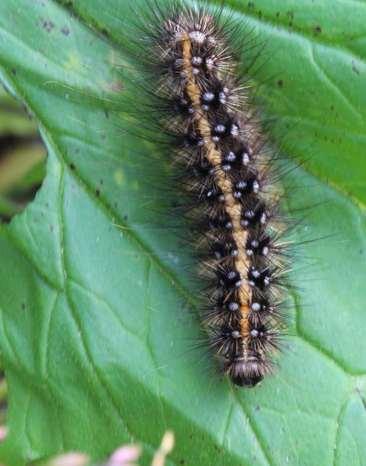 Larva of the Menetries' Tiger Moth