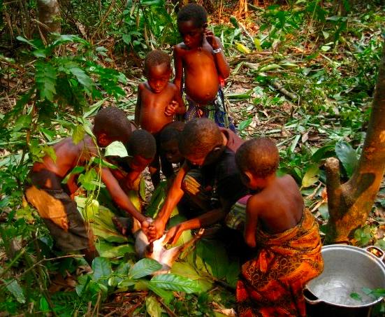 BaAka Prepare Blue Duiker