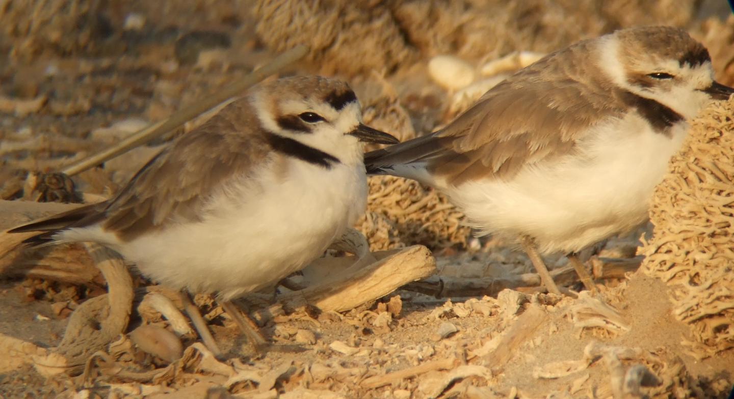 Snowy Plover Pair