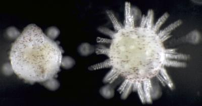 Sea Urchins Prepared to Settle
