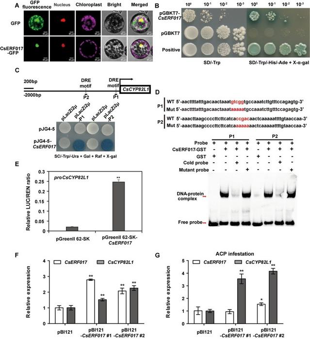 CsERF017 acts as a transcriptional regulator and directly activates CsCYP82L1 by binding to its promoter.