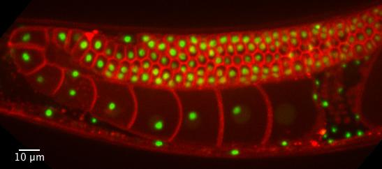 Image of <i>C. Elegans</i> Cells