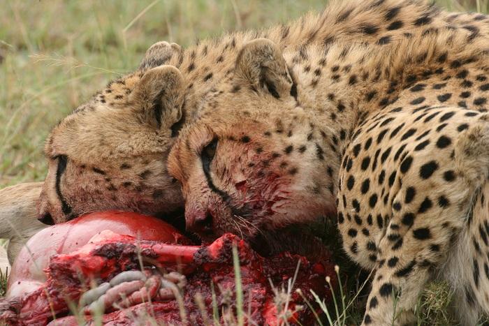 Two Male Cheetahs Eat a Kill