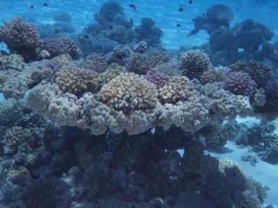 Different Marine Species (1 of 2)