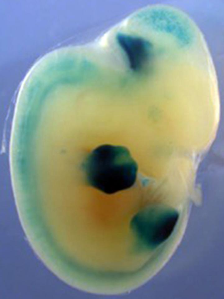 Genetic Switches from Gar Drive Gene Activity in Mice