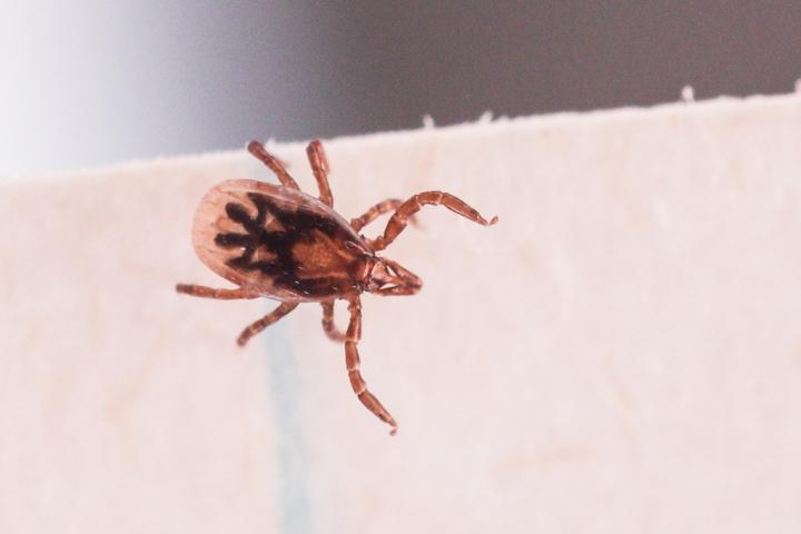 Tick Genome Decoded