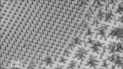 Carbon Nanotube Bundle Comparisons