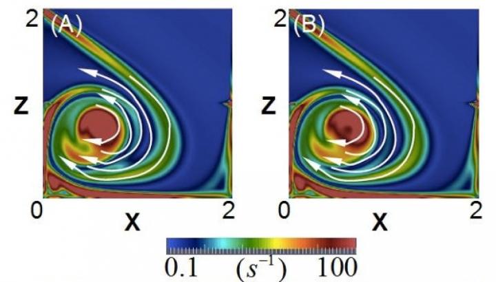 The Evolution of the Whirl of the Vortex