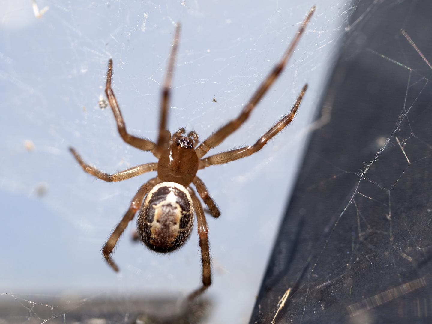 Noble False Widow at a Bus Stop (England, UK)