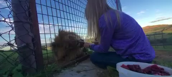 A lion being given oxytocin