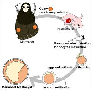 Flow diagram of obtaining a marmoset blastocyst by xenotransplantation