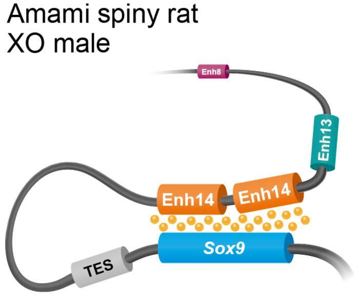 Duplicated Enh14 regions act in concert to upregulate Sox9