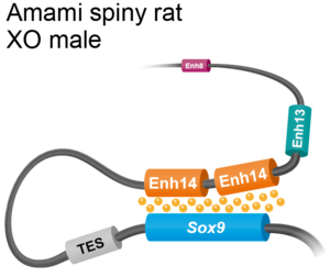 Duplicated Enh14 regions act in concert to upregulate Sox9