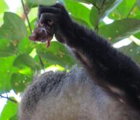 FAU Study Documents African Monkeys Eating Bats