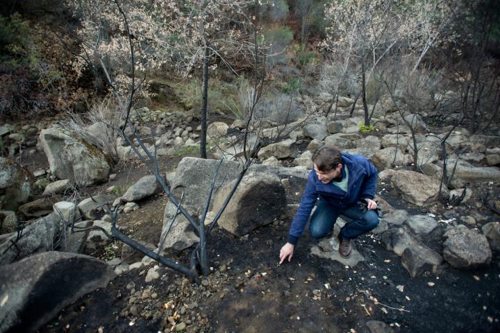 Reserve Director Examines New Growth from Burned Land