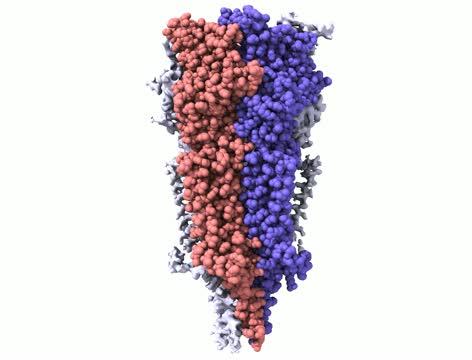General View of the 5-HT3 Receptor (Video)