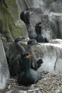 Shags on the Isle of May, Scotland (1 of 2)