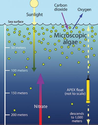 Illustration Showing Source of Nutrients to Phytoplankton in Open Pacific Ocean