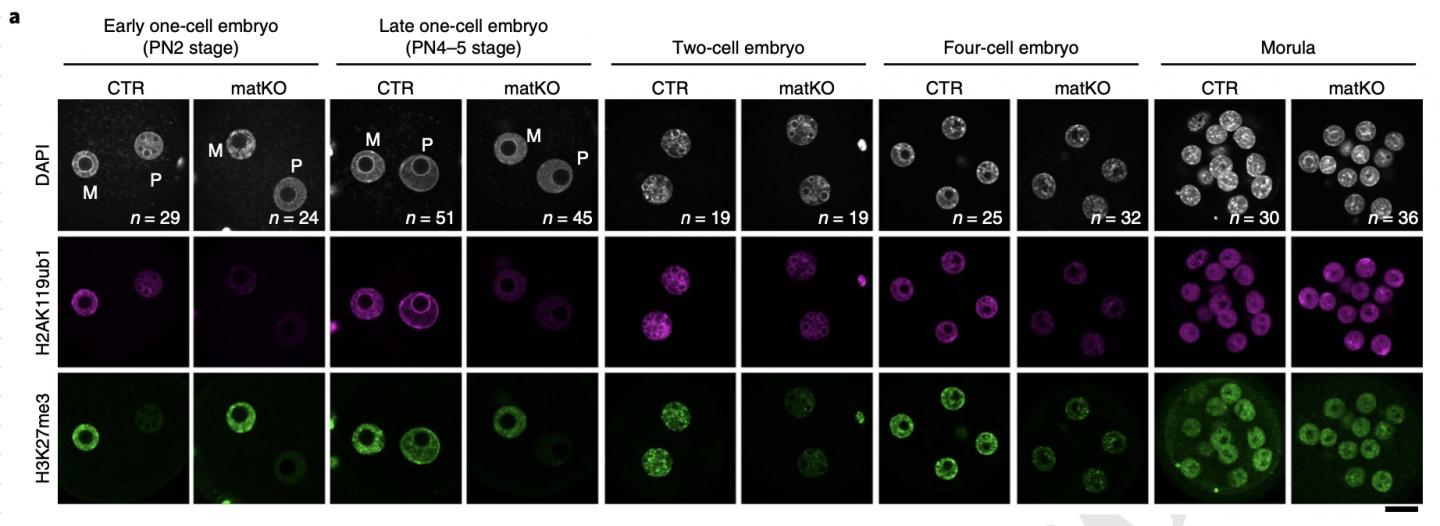 Immunostaining for H2AK119ub1and H3K27me3