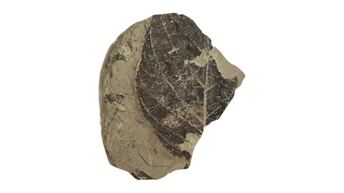 Veined Leaf Fossil