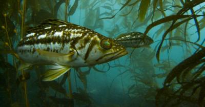 Kelp Bass