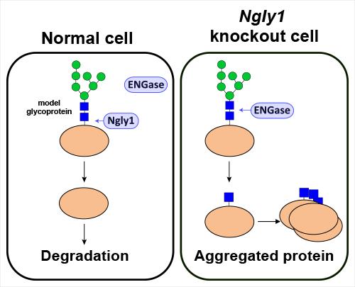 Schematic Representation of ENGase-Mediated Formation of Incompletely Deglycosylated Proteins in Cel