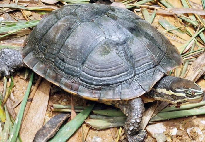 Critically Endangered Annam pond turtle (Mauremys annamensis) in the Melinh Station for Biodiversity, Vietnam