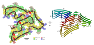 The protein TMEM106B