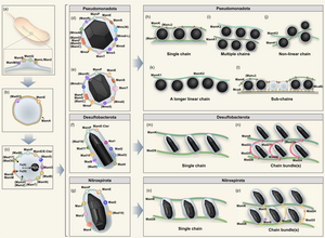 Conceptual model for the gene network responsible for magnetosome biomineralization.