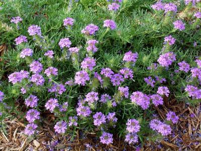 Drought-resistant Wildflower