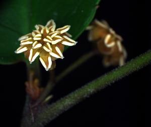 Male Amborella flower