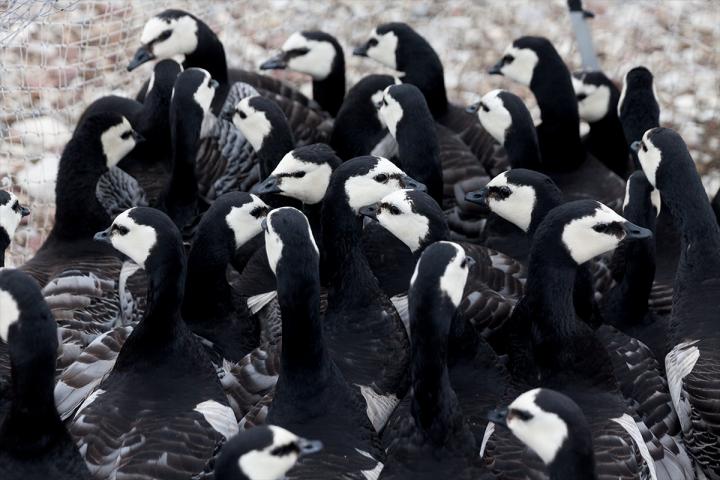 Geese in Ny-&Aring;lesund