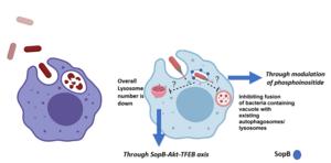 Stealthy Salmonella escapes host’s defences using two-pronged approach