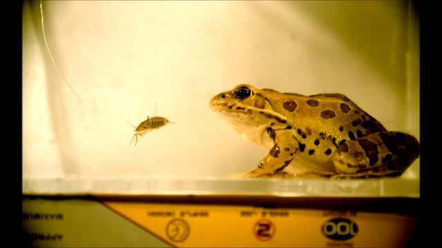 Frog Eating Video