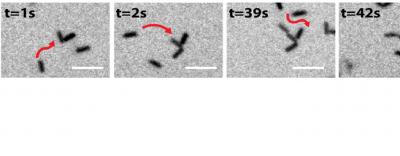 Toward a More Realistic Picture of How Molecules Move within Cells