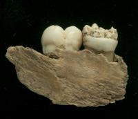 Archaeological Fragment of Human Mandible with Two Molar Teeth