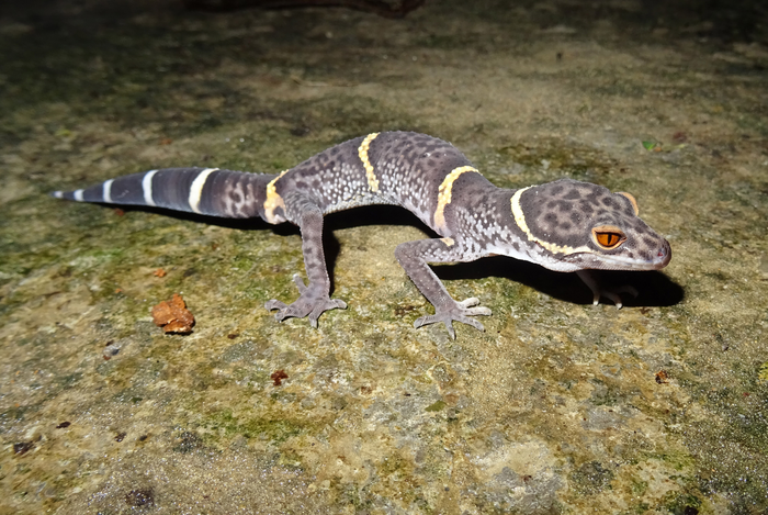 Lichtenfelder’s tiger gecko