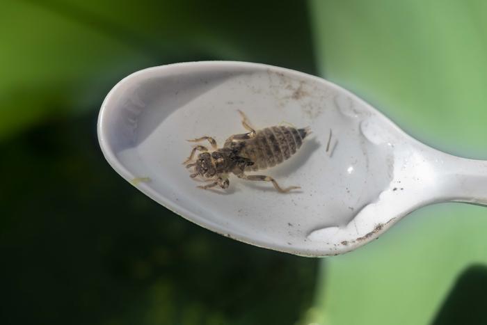 Dragonfly larvae samples were collected as part of the Dragonfly Mercury Project